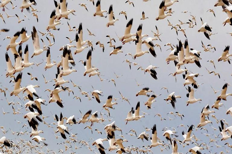 Study Reveals Shifts in Seasonal Bird Migration Near Maritime Provinces
